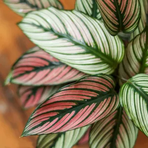 Calathea Majestica 'White Star' - Various Sizes