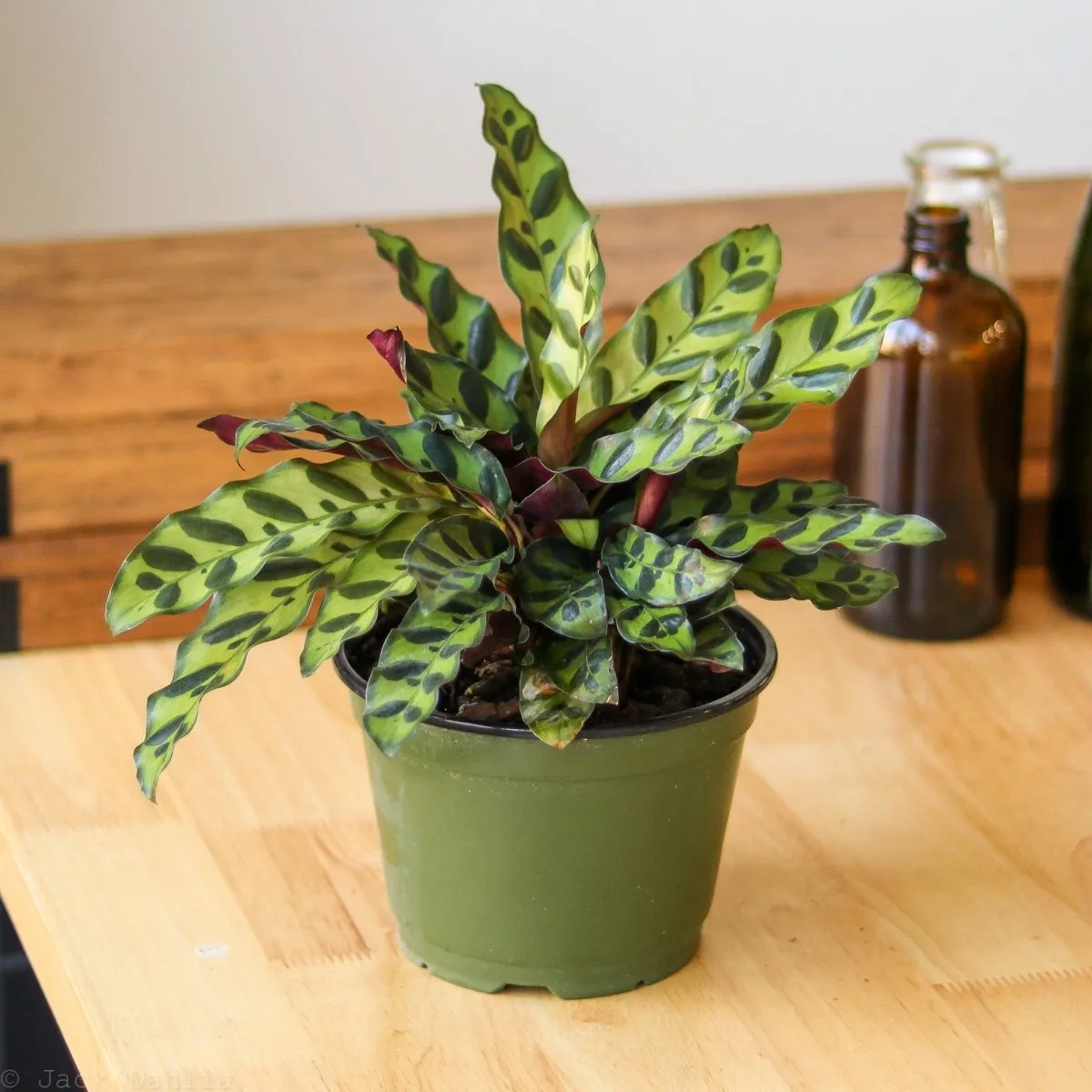 Calathea Lancifolia 'Rattlesnake' - Various Sizes