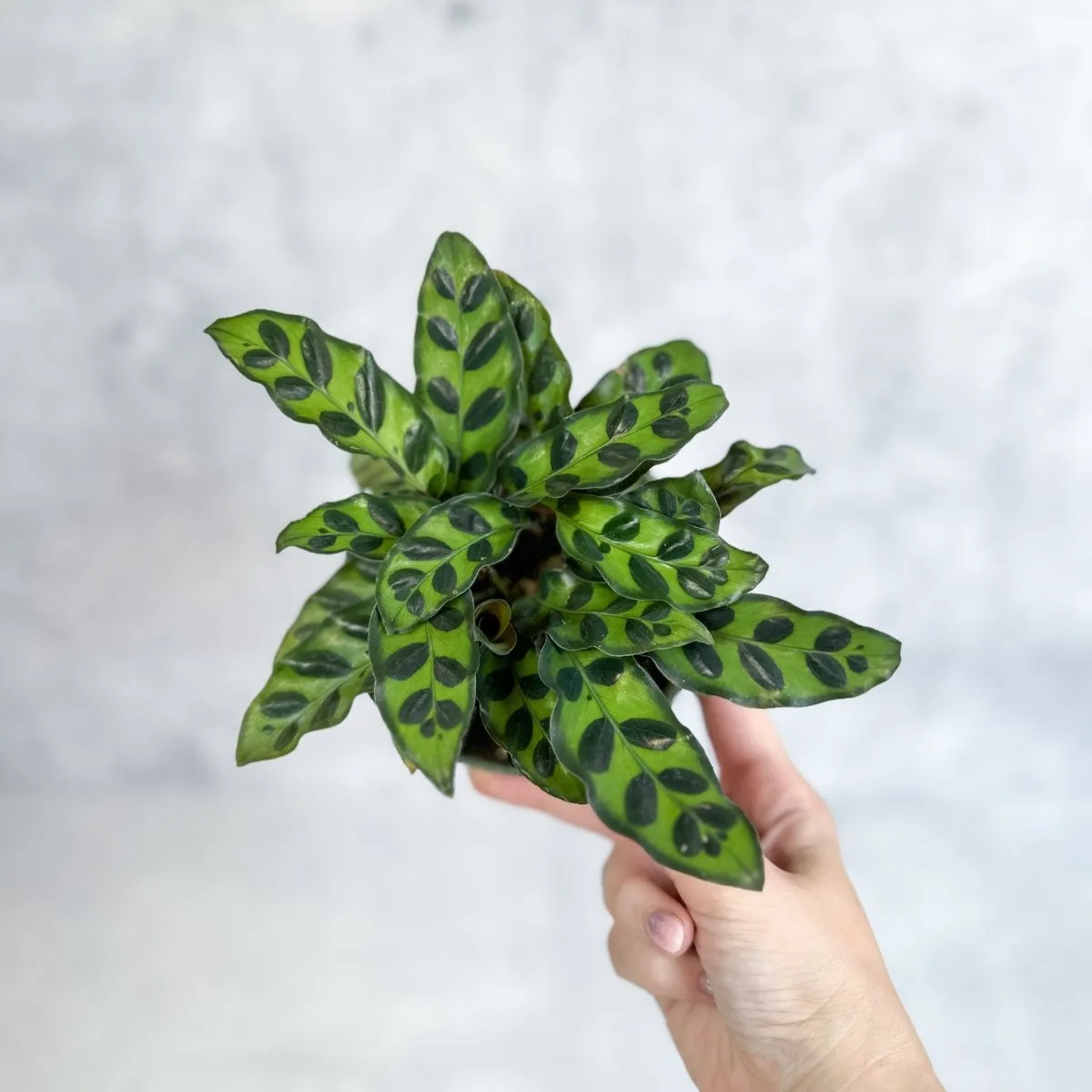 Calathea Lancifolia 'Rattlesnake' - Various Sizes