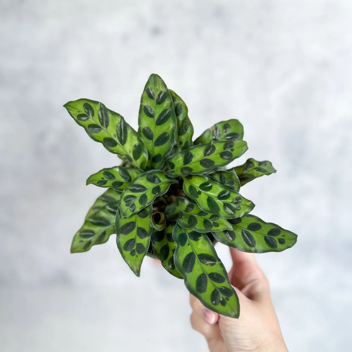 Calathea Lancifolia 'Rattlesnake' - Various Sizes