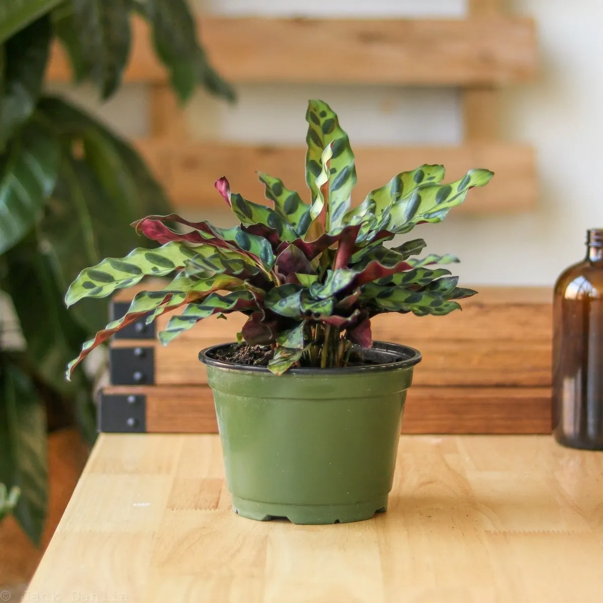 Calathea Lancifolia 'Rattlesnake' - Various Sizes