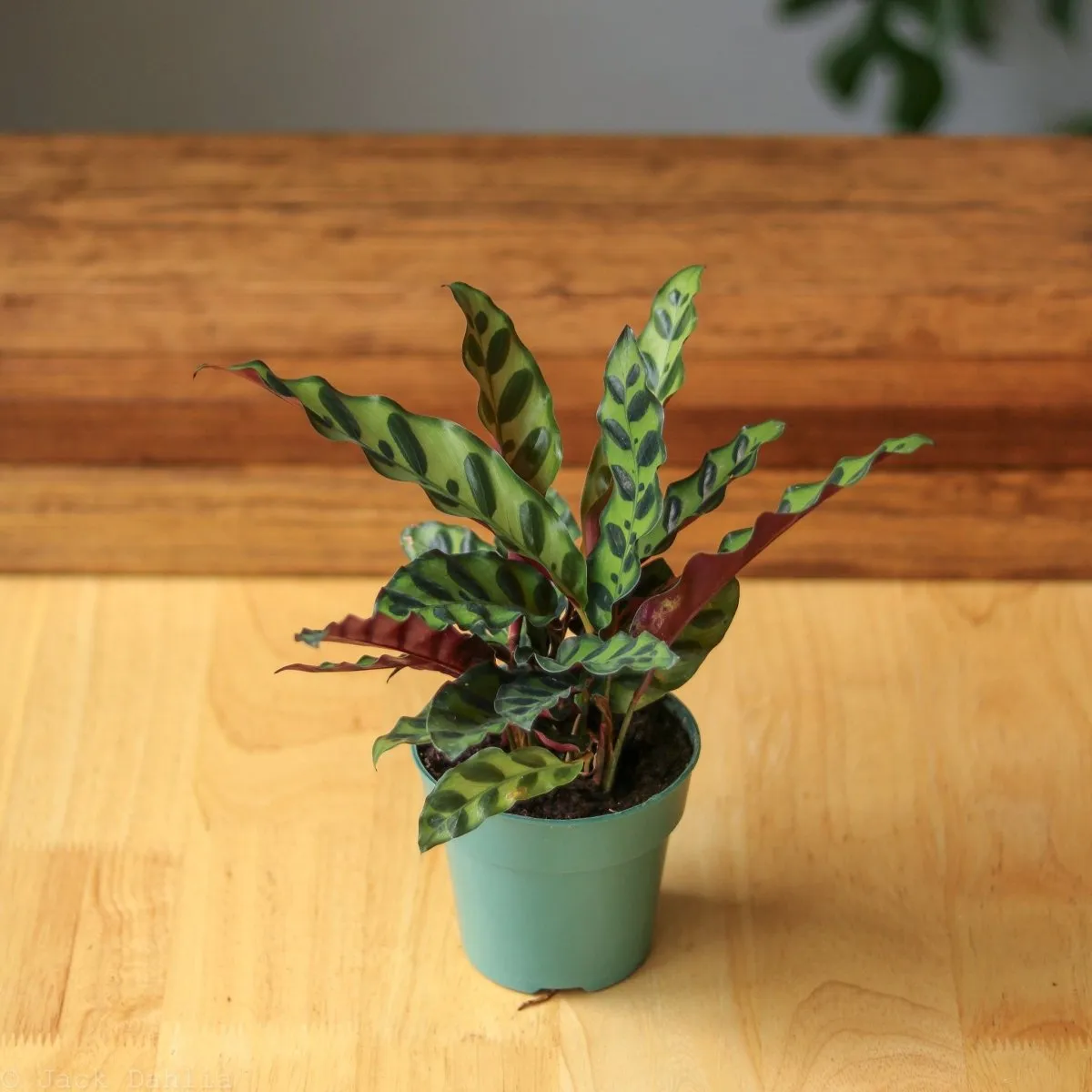 Calathea Lancifolia 'Rattlesnake' - Various Sizes