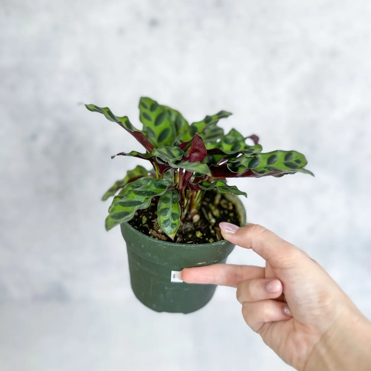 Calathea Lancifolia 'Rattlesnake' - Various Sizes