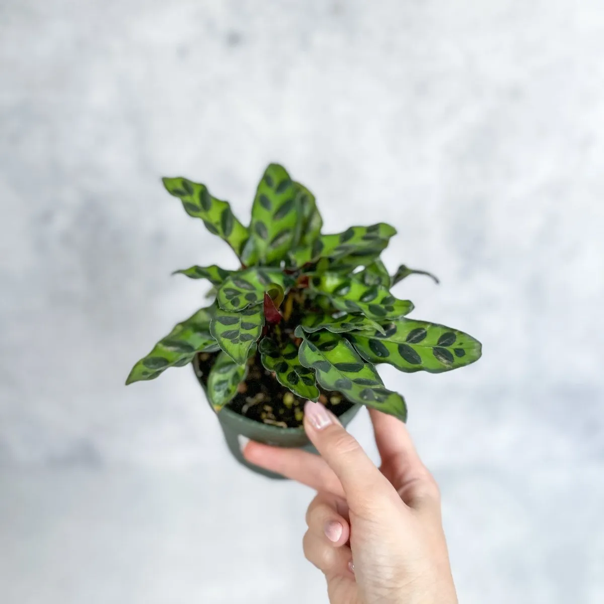 Calathea Lancifolia 'Rattlesnake' - Various Sizes