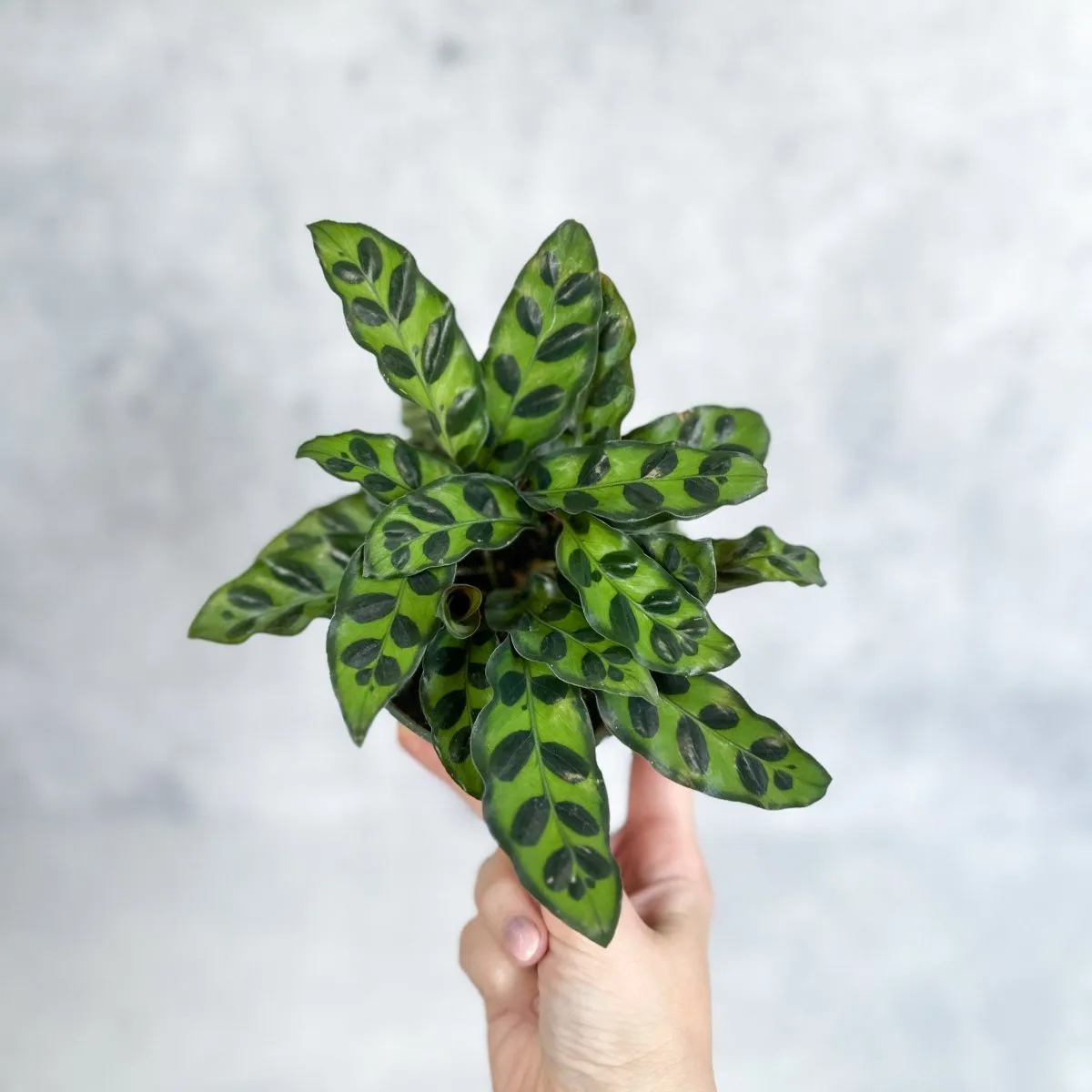 Calathea Lancifolia 'Rattlesnake' - Various Sizes