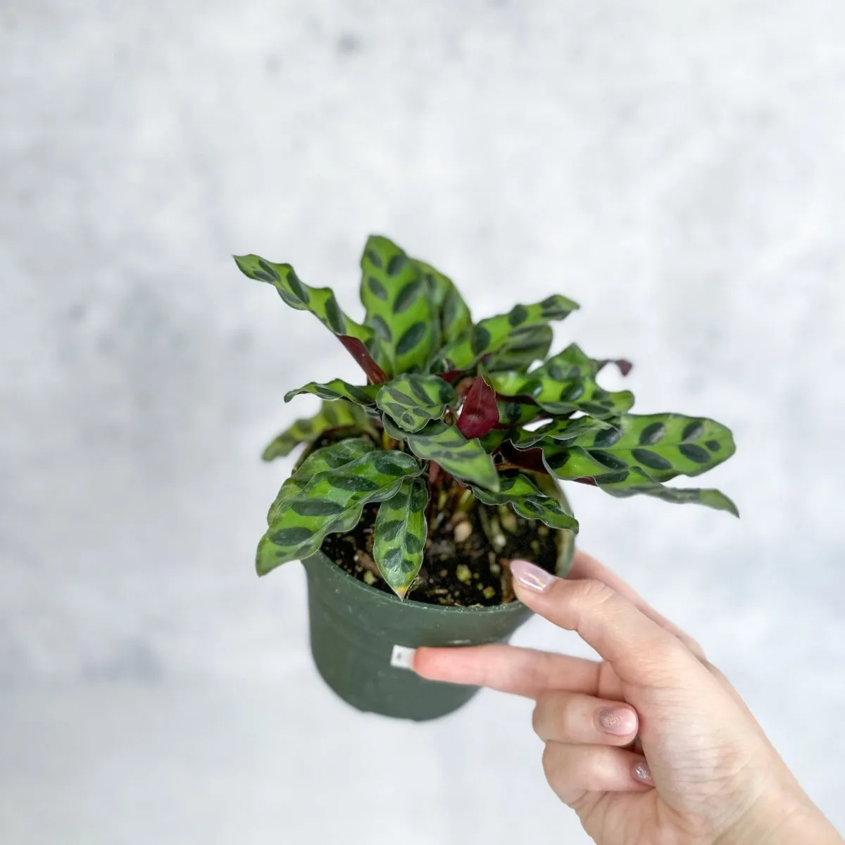 Calathea Lancifolia 'Rattlesnake' - Various Sizes