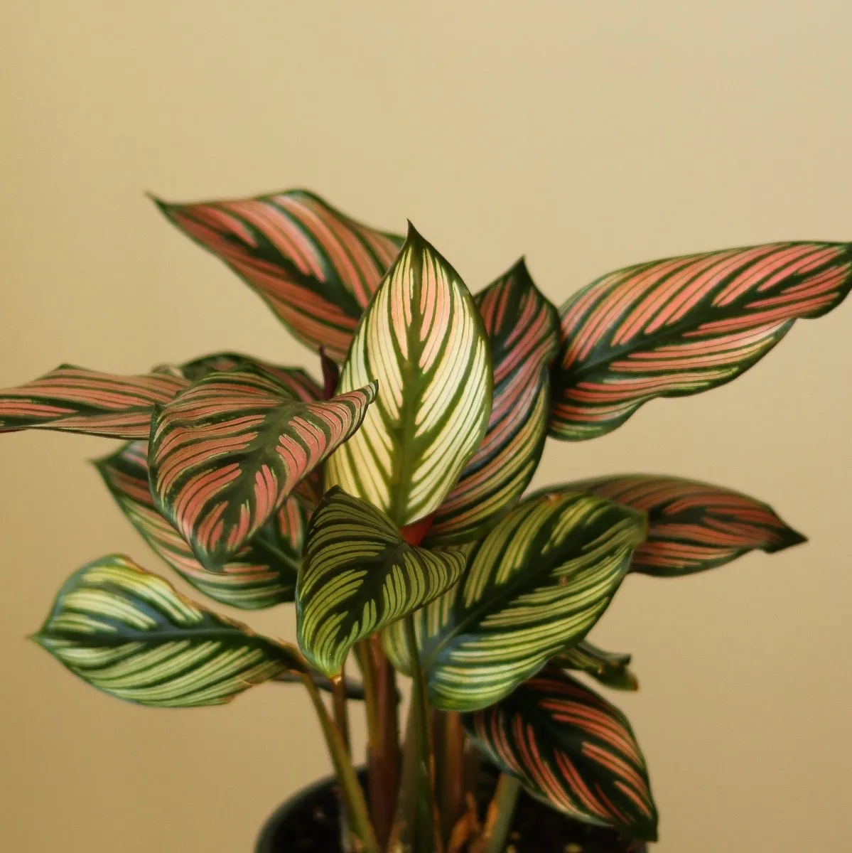 Calathea Majestica 'White Star' - Various Sizes