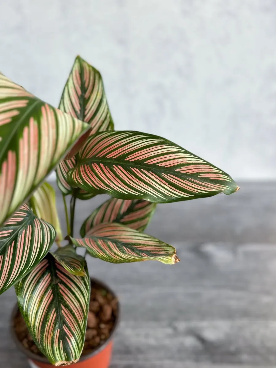 Calathea Majestica 'White Star' - Various Sizes