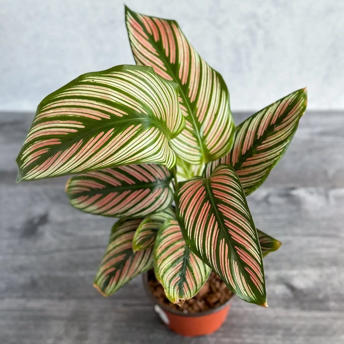 Calathea Majestica 'White Star' - Various Sizes