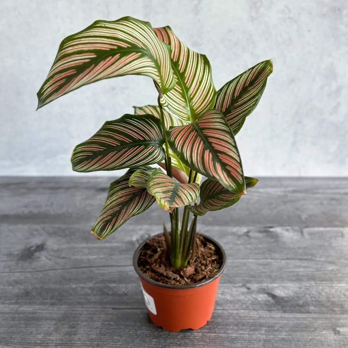 Calathea Majestica 'White Star' - Various Sizes