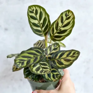 Calathea makoyana - 'Peacock Plant' - Various Sizes