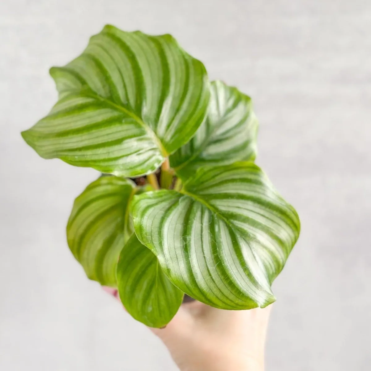 Calathea Orbifolia - Round Leaf Prayer Plant - Various Sizes