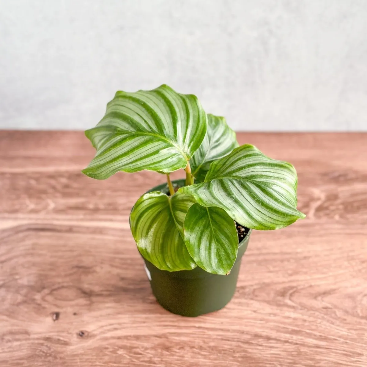 Calathea Orbifolia - Round Leaf Prayer Plant - Various Sizes