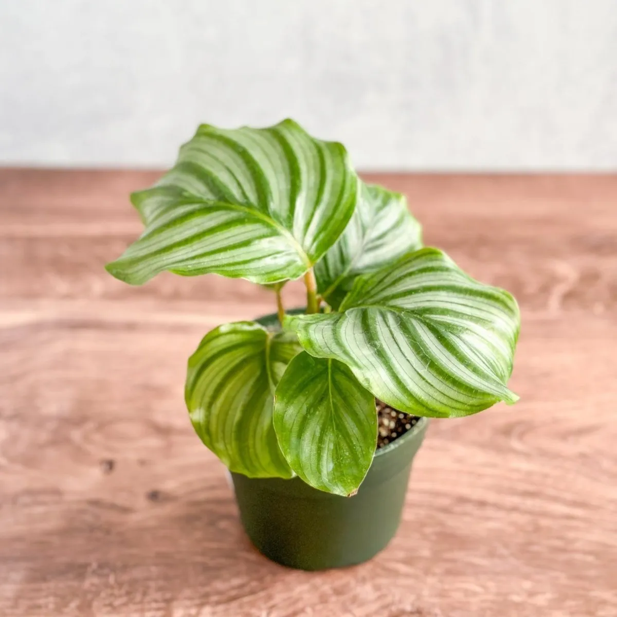 Calathea Orbifolia - Round Leaf Prayer Plant - Various Sizes