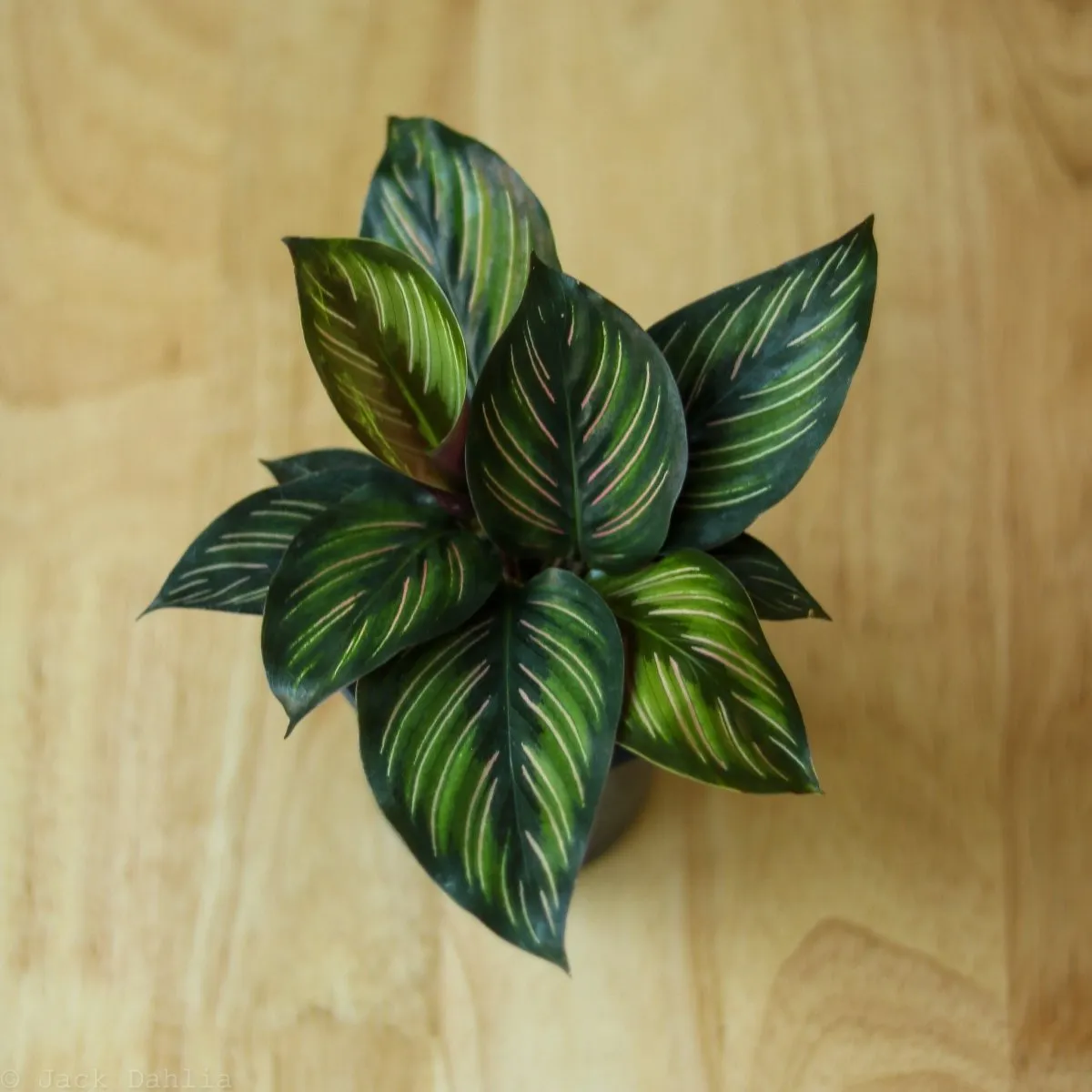 Calathea Ornata 'Beauty Star' - 4 Inch