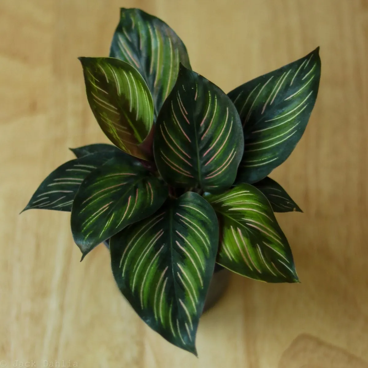 Calathea Ornata 'Beauty Star' - 4 Inch