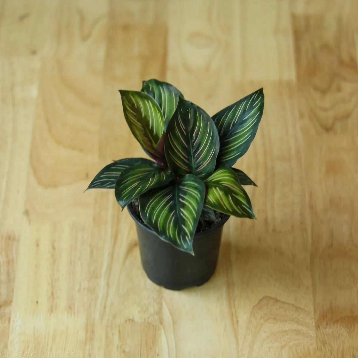 Calathea Ornata 'Beauty Star' - 4 Inch