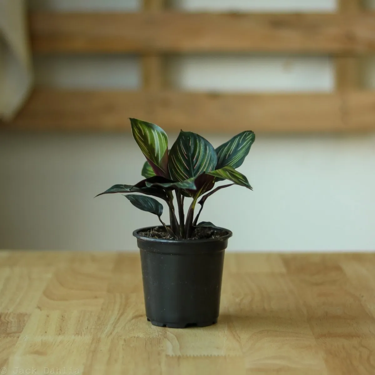 Calathea Ornata 'Beauty Star' - 4 Inch