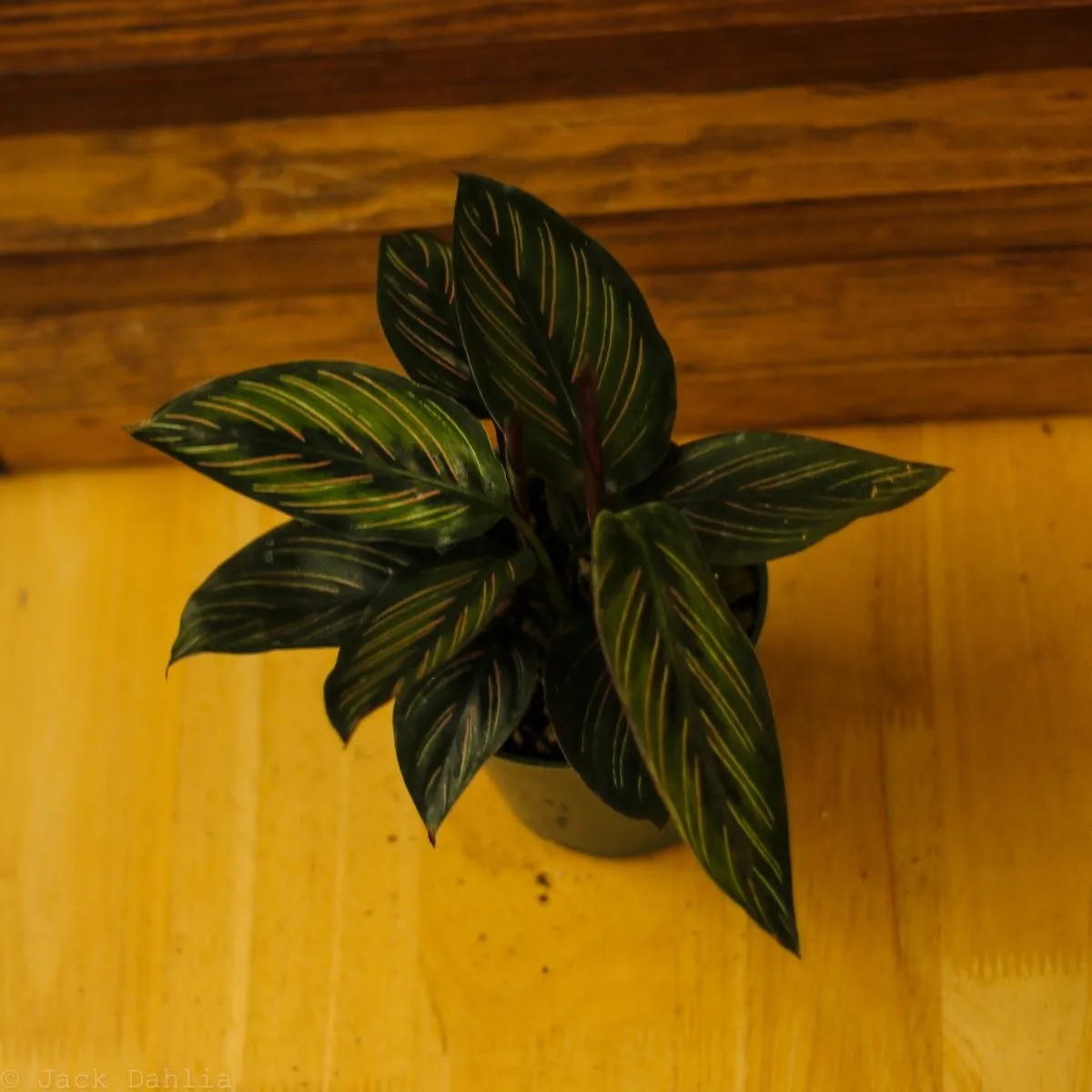 Calathea Ornata 'Beauty Star' - 4 Inch