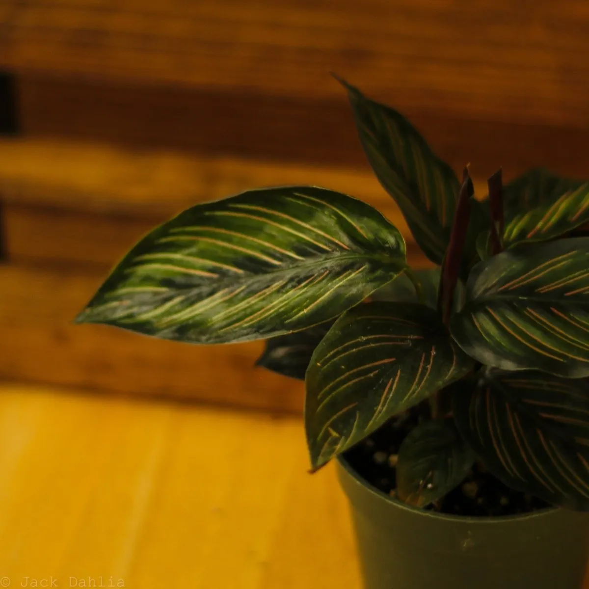 Calathea Ornata 'Beauty Star' - 4 Inch