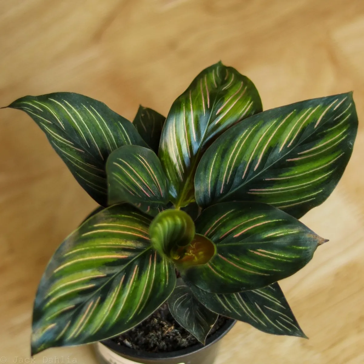 Calathea Ornata 'Beauty Star' - 4 Inch