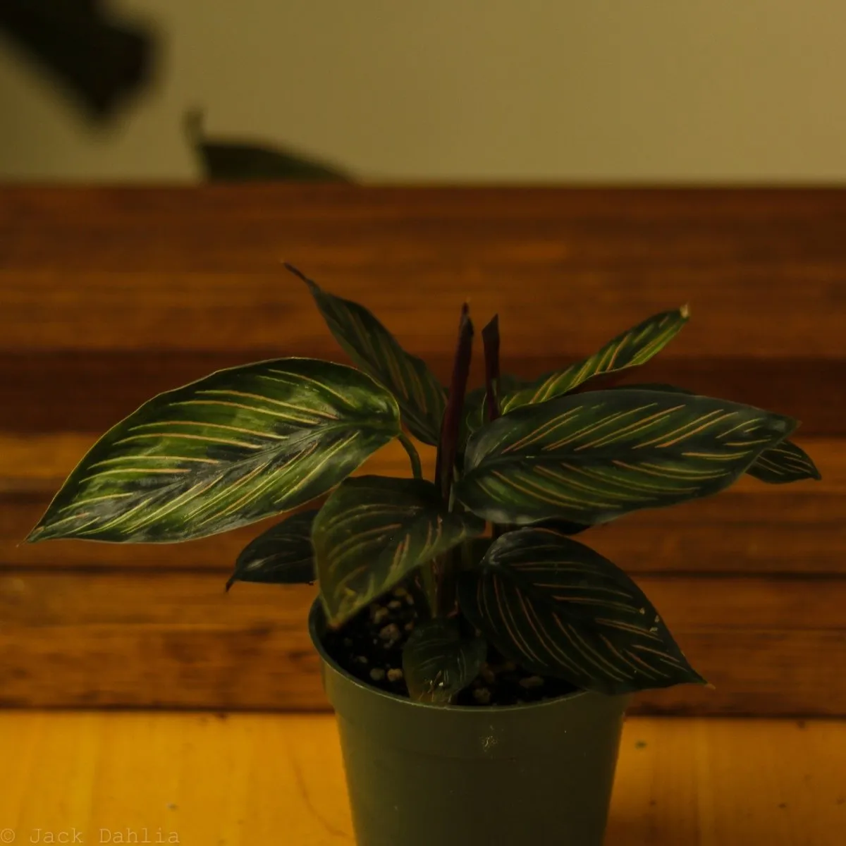 Calathea Ornata 'Beauty Star' - 4 Inch