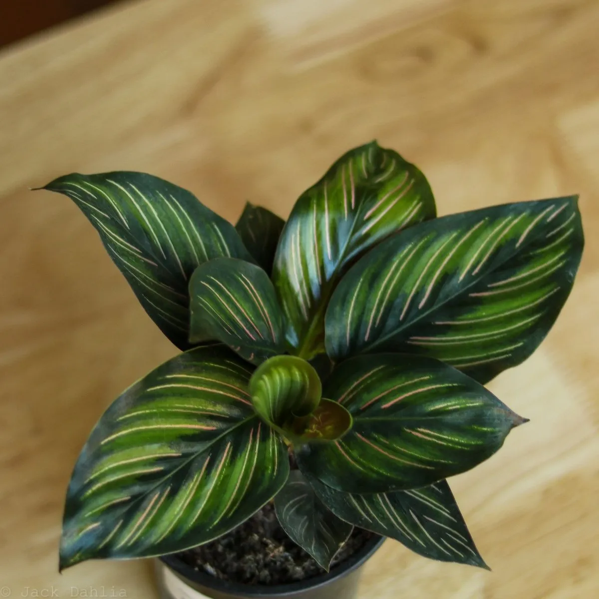 Calathea Ornata 'Beauty Star' - 4 Inch