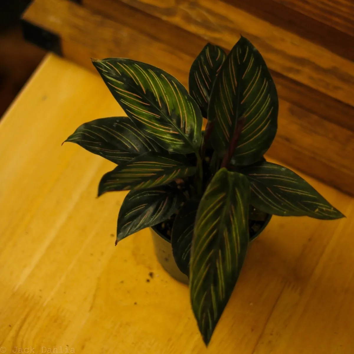 Calathea Ornata 'Beauty Star' - 4 Inch