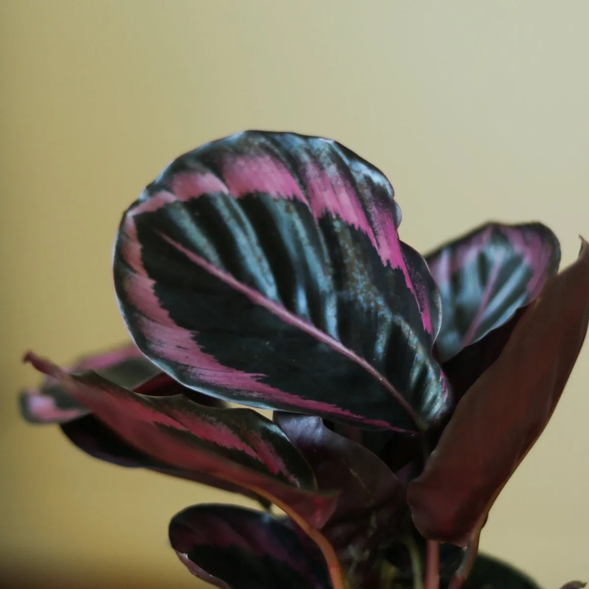 Calathea Roseopicta 'Dottie' Drama Queen - Various Sizes