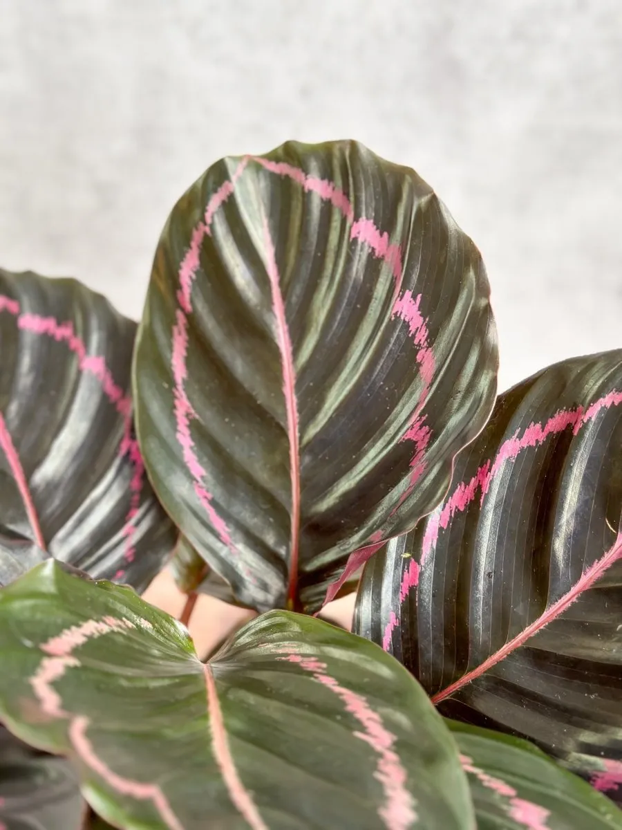 Calathea Roseopicta 'Dottie' Drama Queen - Various Sizes