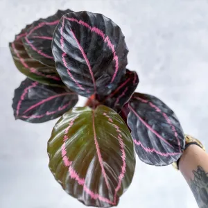 Calathea Roseopicta 'Dottie' Drama Queen - Various Sizes