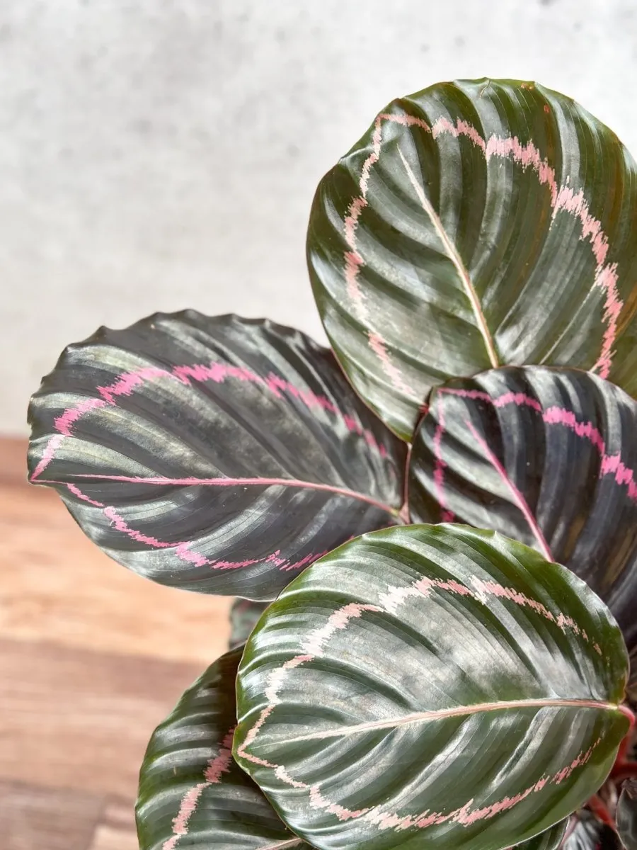 Calathea Roseopicta 'Dottie' Drama Queen - Various Sizes