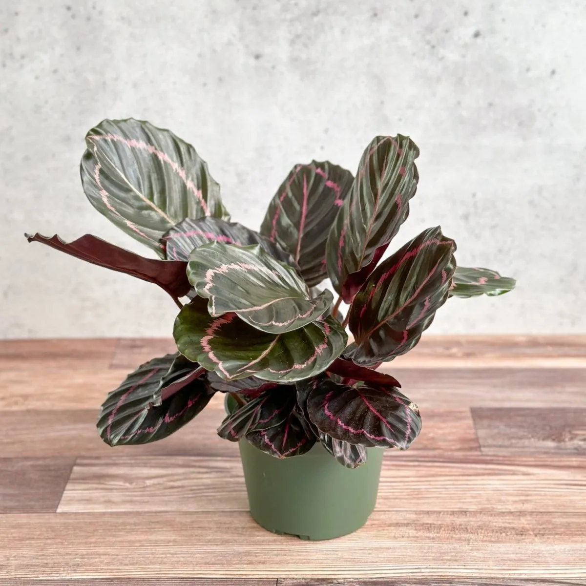 Calathea Roseopicta 'Dottie' Drama Queen - Various Sizes