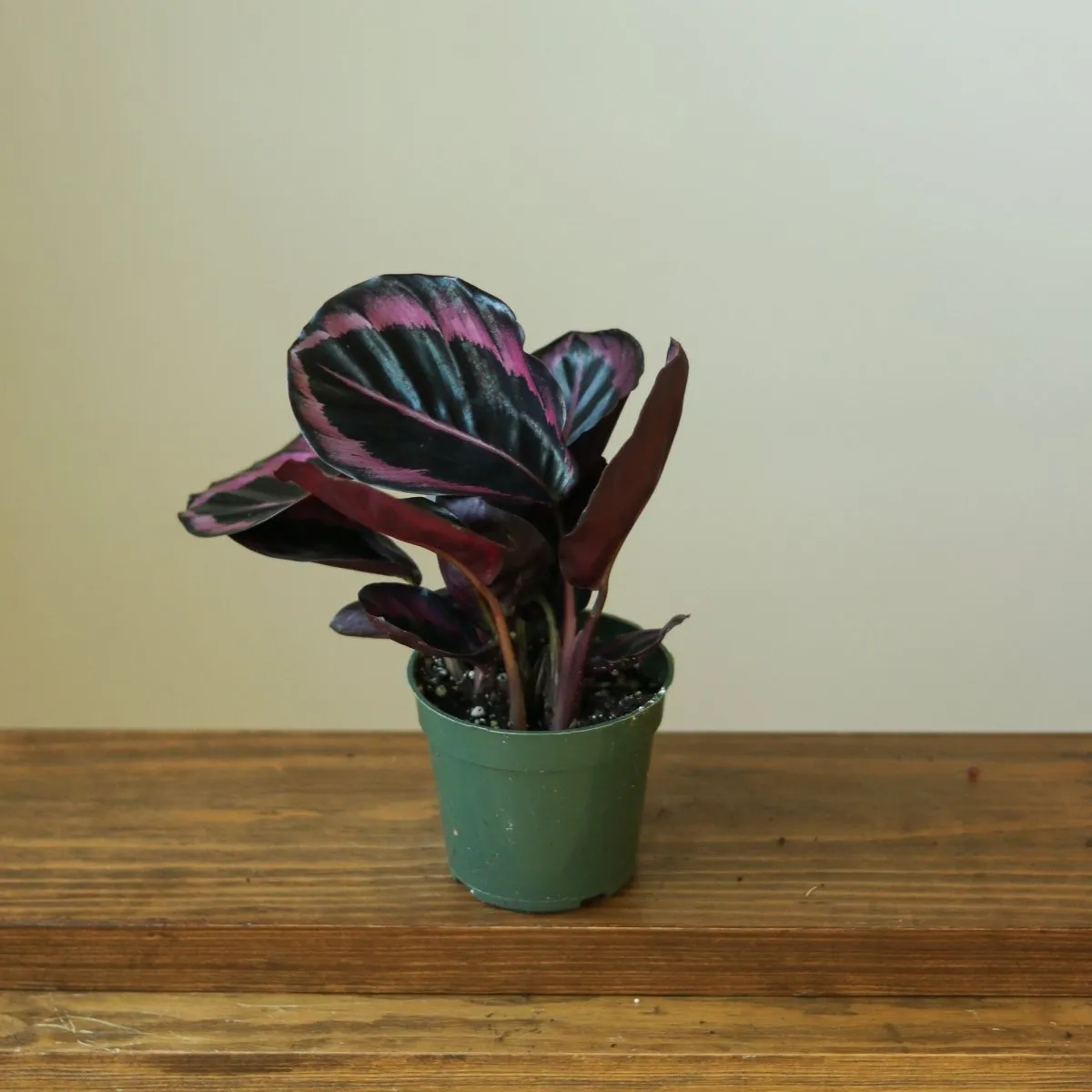 Calathea Roseopicta 'Dottie' Drama Queen - Various Sizes