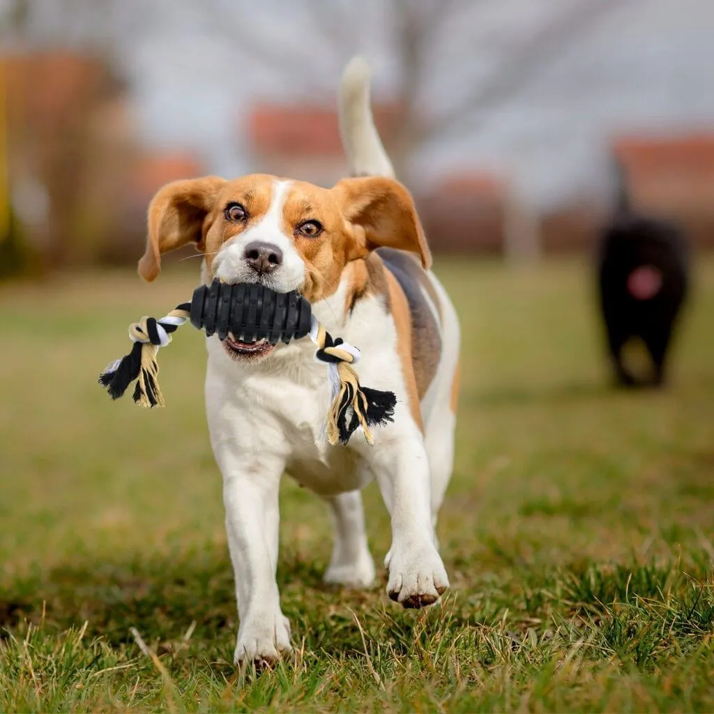 Dog Chew Toy Tug Me Football