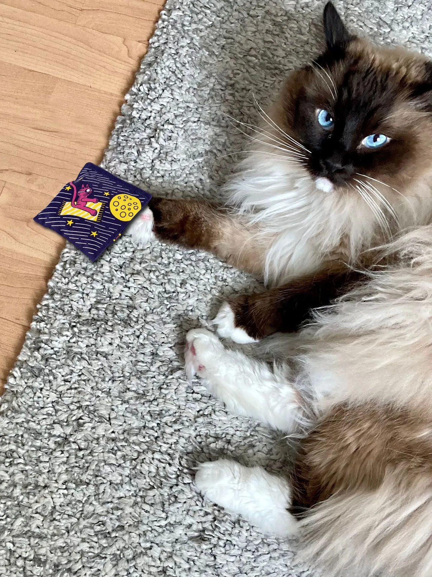 Magic Carpet Ride Catnip Toy