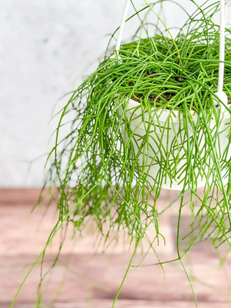 Rhipsalis burchellii - Mistletoe Cactus Hanging Basket