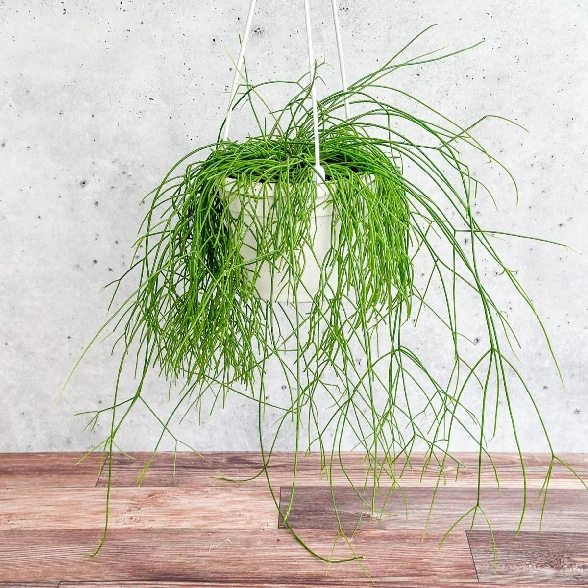 Rhipsalis burchellii - Mistletoe Cactus Hanging Basket