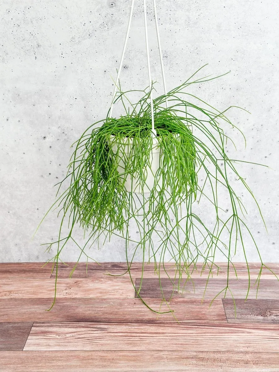 Rhipsalis burchellii - Mistletoe Cactus Hanging Basket