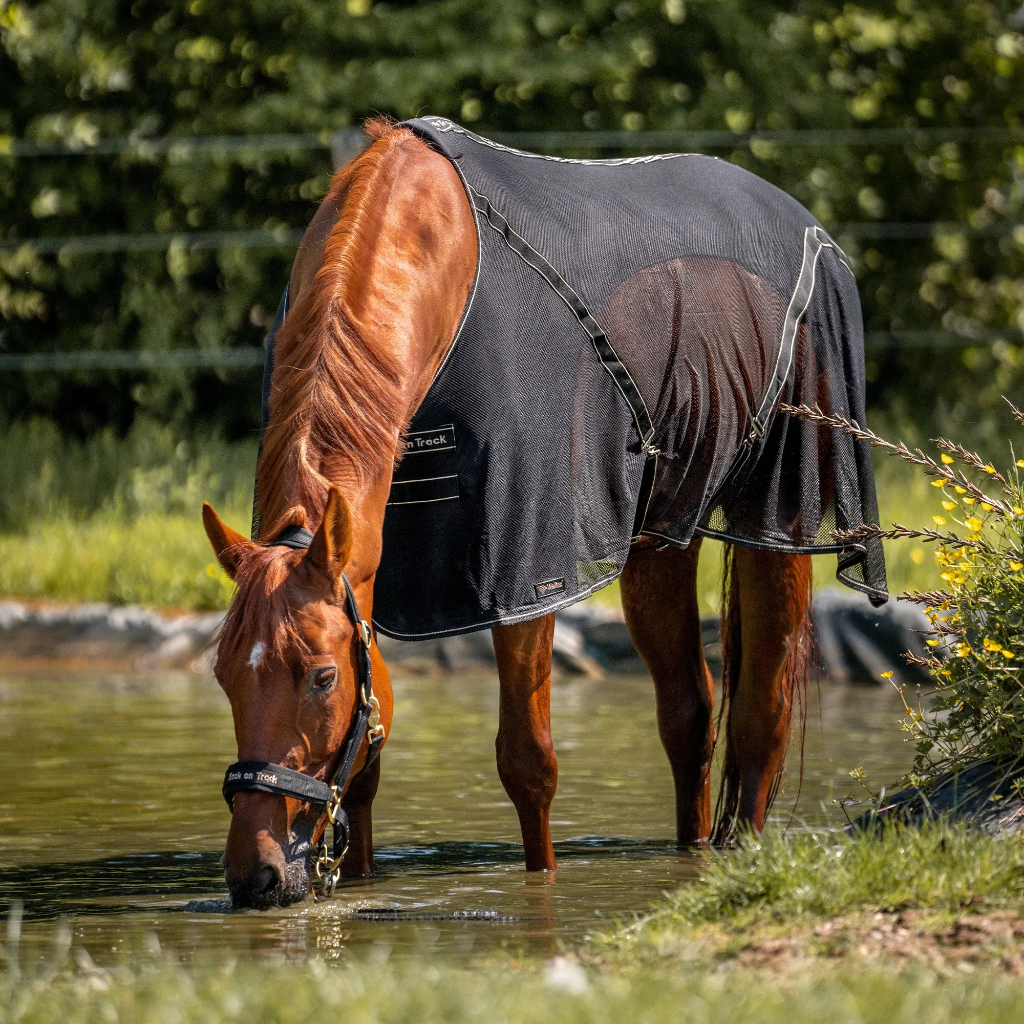 Sienna Horse Mesh Cooler