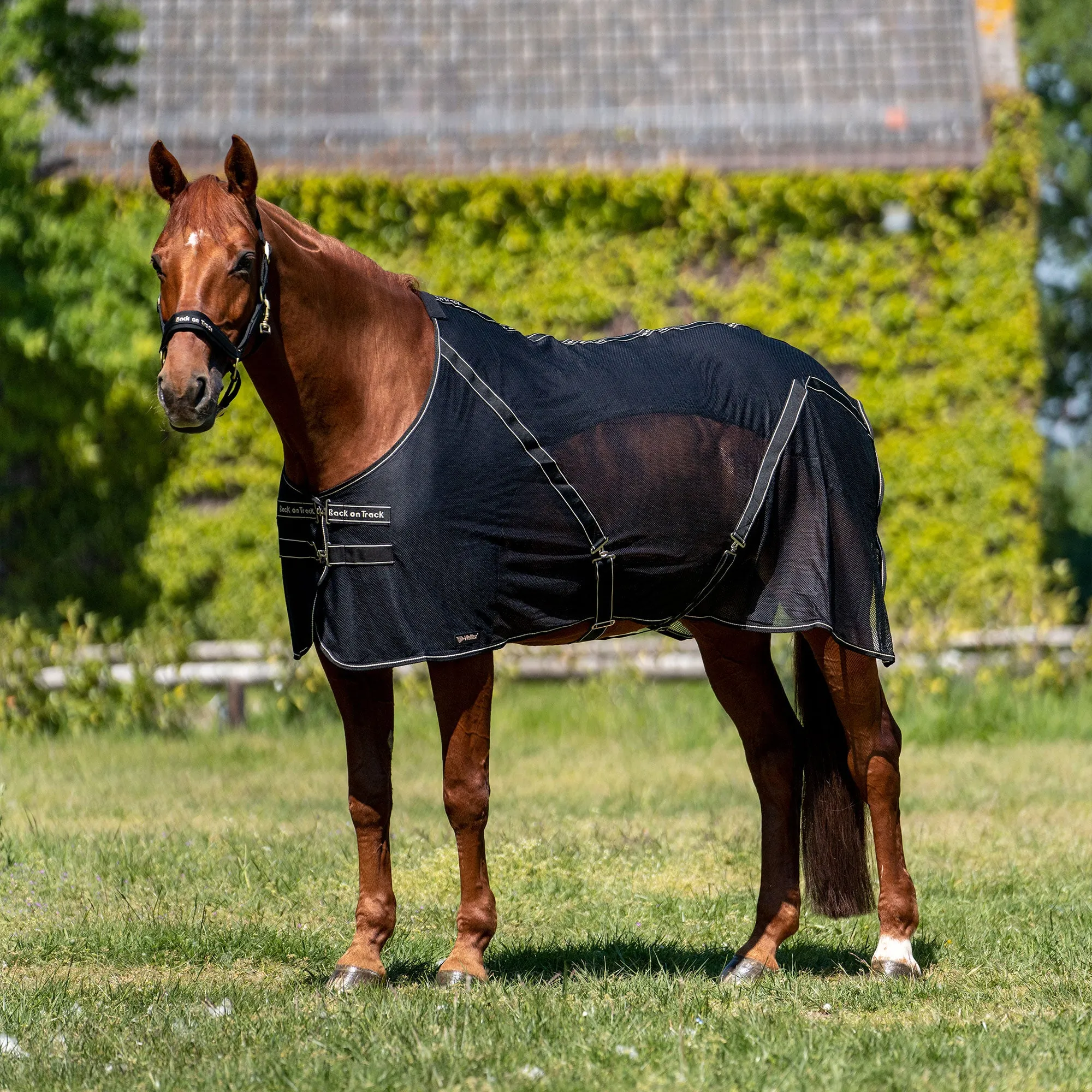 Sienna Horse Mesh Cooler